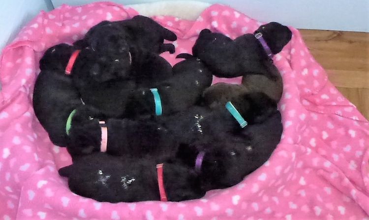Tapua Labrador Retrievers