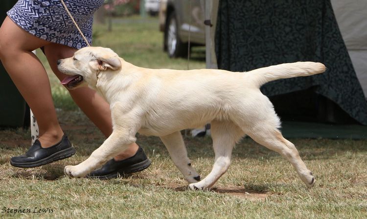 Tapua Labrador Retrievers