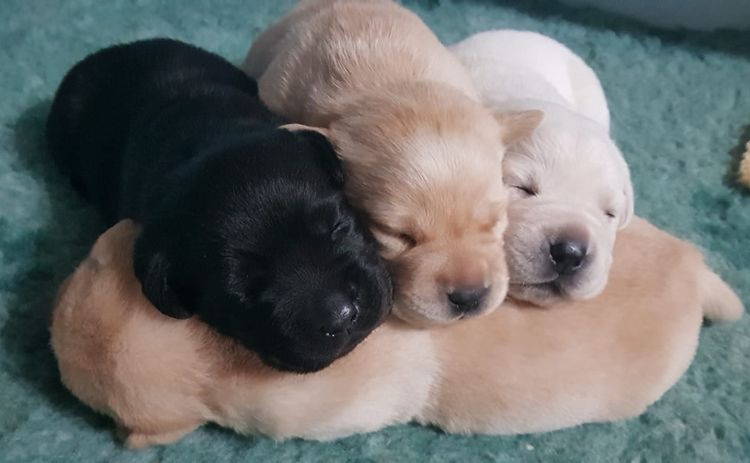 Tapua Labrador Retrievers