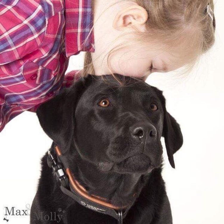 Tapua Labrador Retrievers