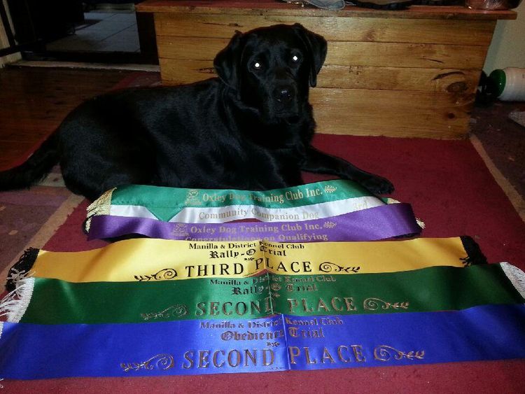 Tapua Labrador Retrievers
