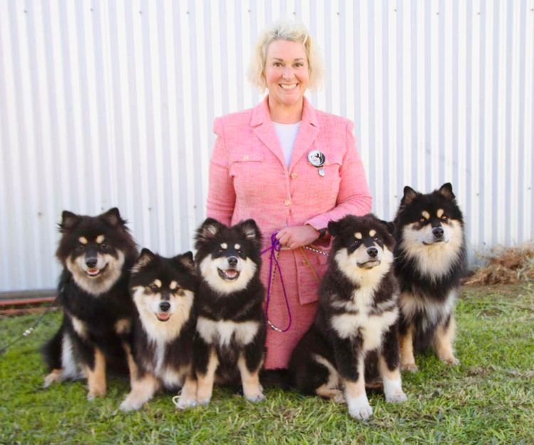 Taigakoira Finnish Lapphunds