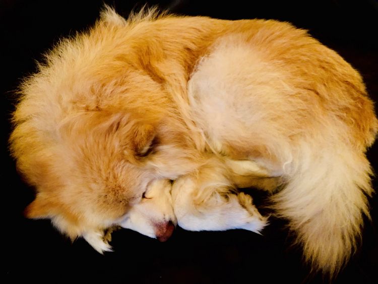 Taigakoira Finnish Lapphunds