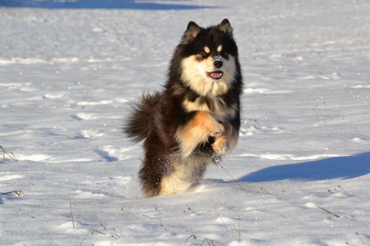 Taigakoira Finnish Lapphunds