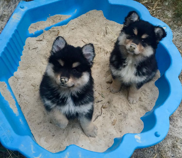 Taigakoira Finnish Lapphunds