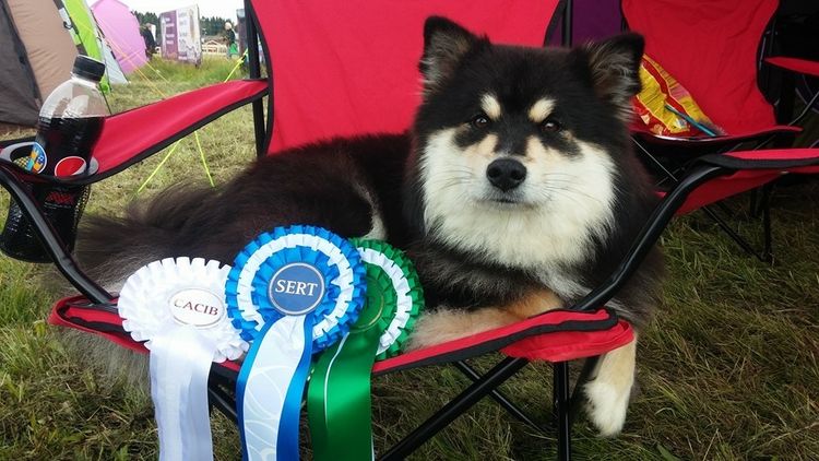 Taigakoira Finnish Lapphunds
