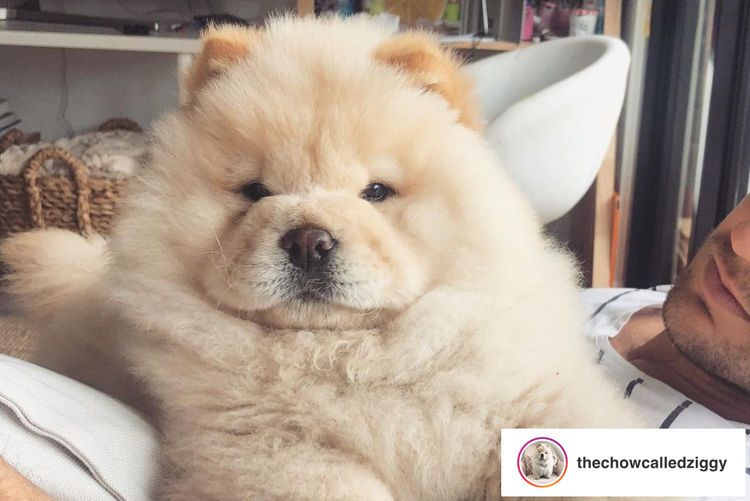 EMPIREOFCHOW