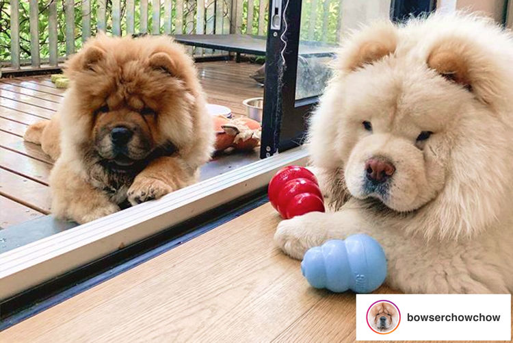 EMPIREOFCHOW