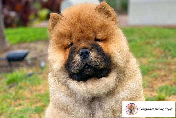 EMPIREOFCHOW
