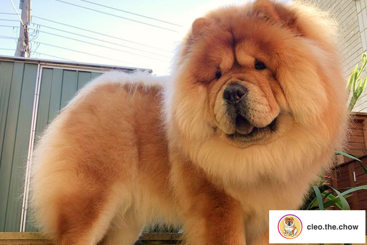 EMPIREOFCHOW