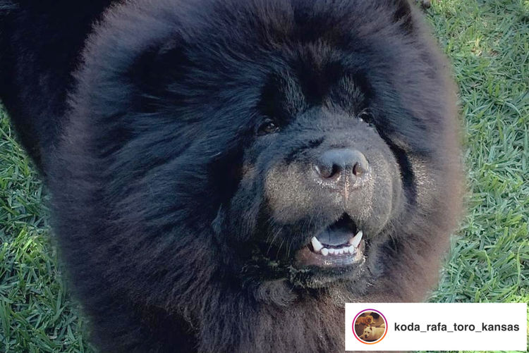EMPIREOFCHOW