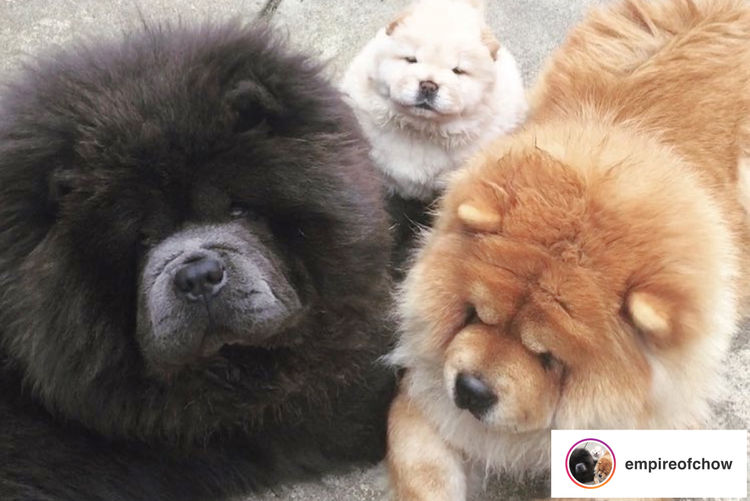 EMPIREOFCHOW