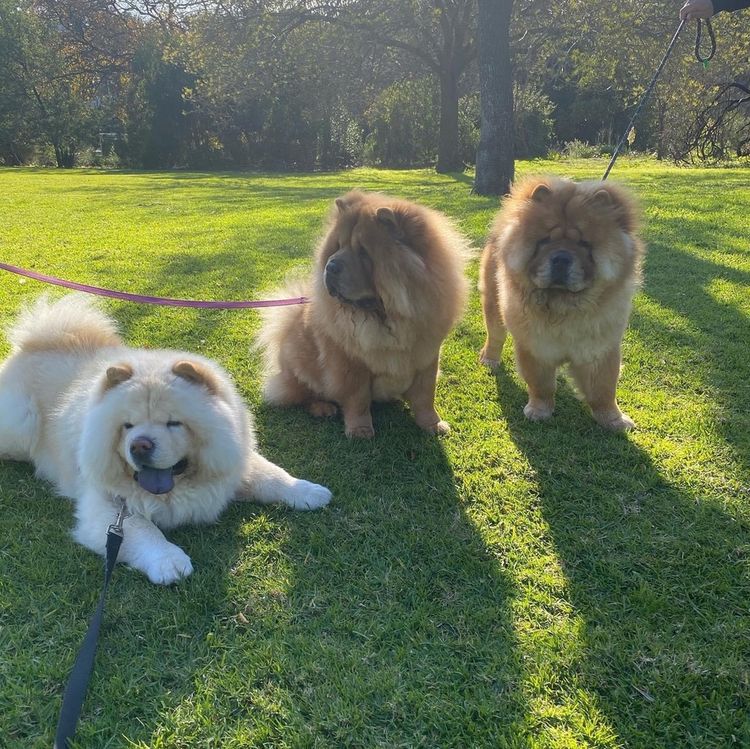 EMPIREOFCHOW