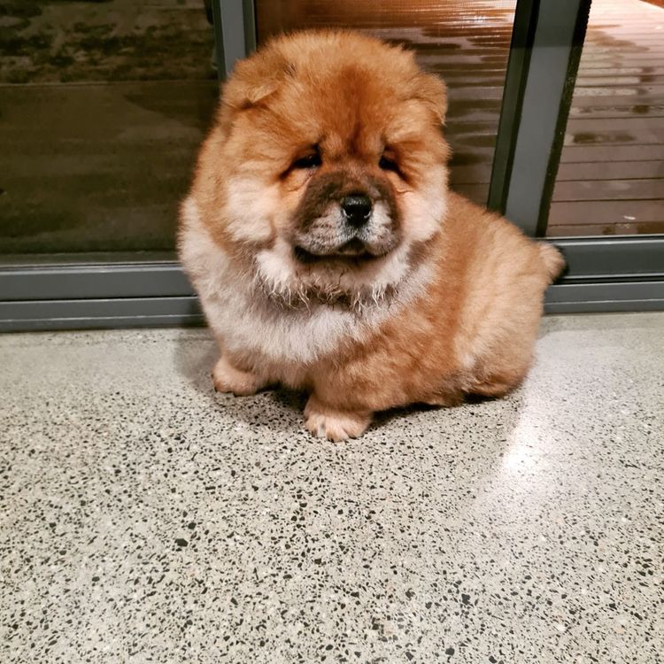 EMPIREOFCHOW