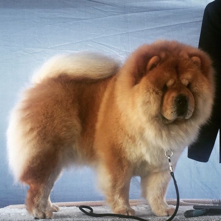 EMPIREOFCHOW