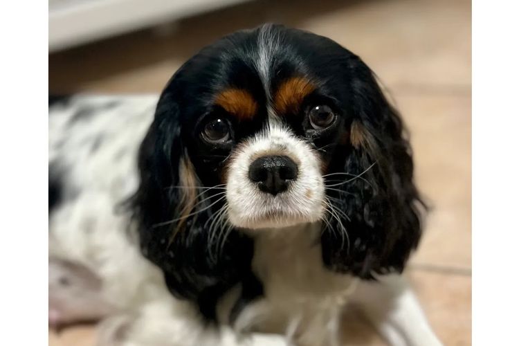 Peppertree Lane Cavalier King Charles Spaniels