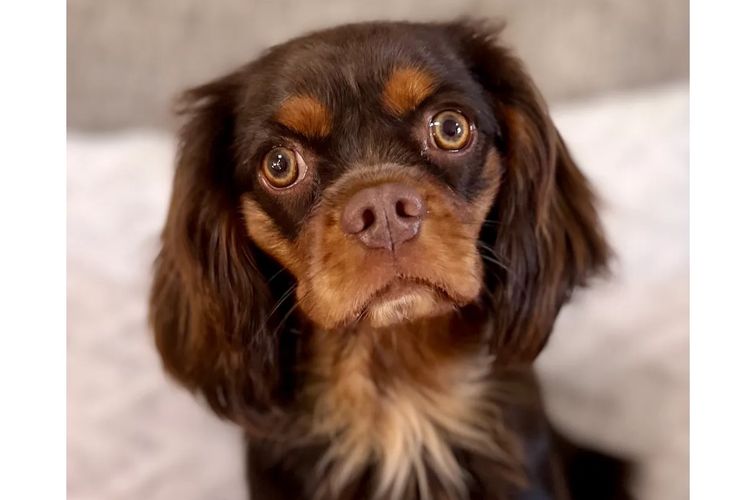 Peppertree Lane Cavalier King Charles Spaniels