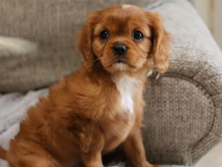 Peppertree Lane Cavalier King Charles Spaniels