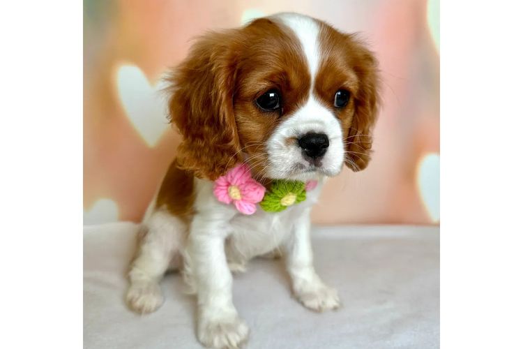 Peppertree Lane Cavalier King Charles Spaniels