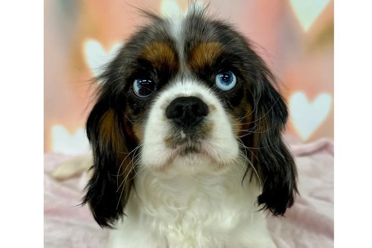 Peppertree Lane Cavalier King Charles Spaniels