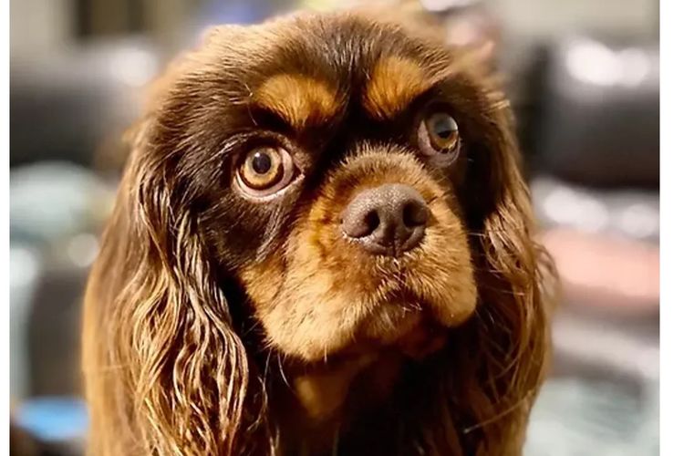 Peppertree Lane Cavalier King Charles Spaniels