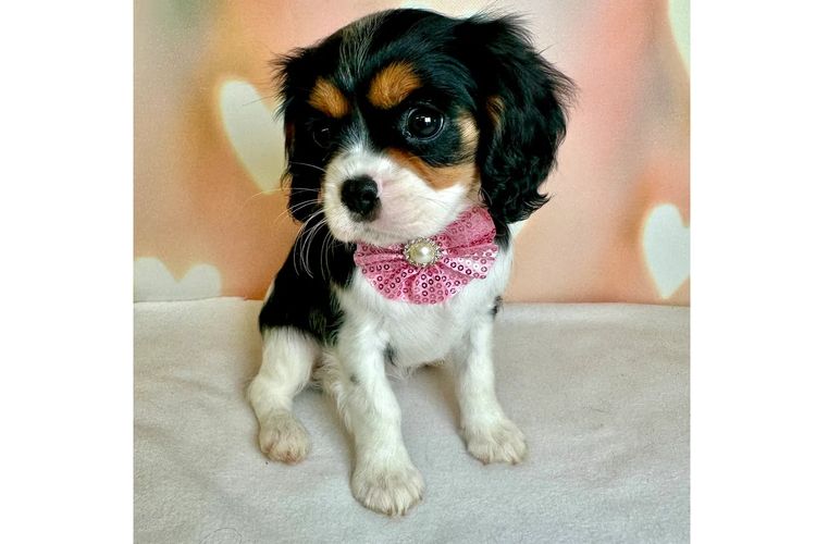 Peppertree Lane Cavalier King Charles Spaniels