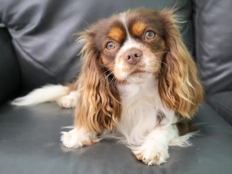 Peppertree Lane Cavalier King Charles Spaniels