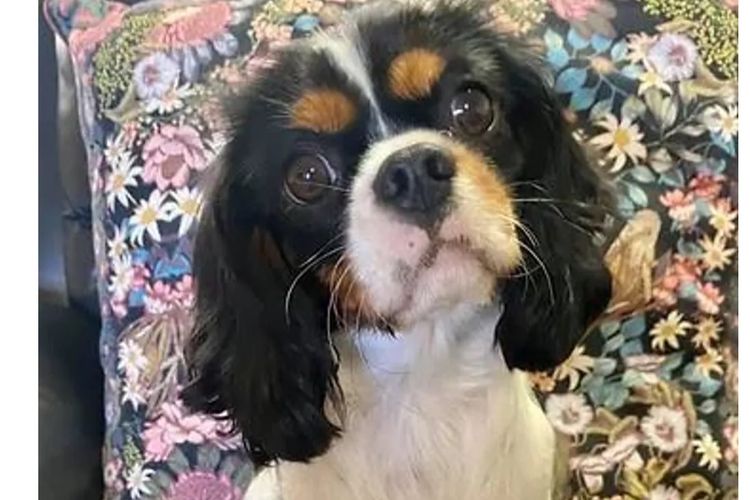 Peppertree Lane Cavalier King Charles Spaniels