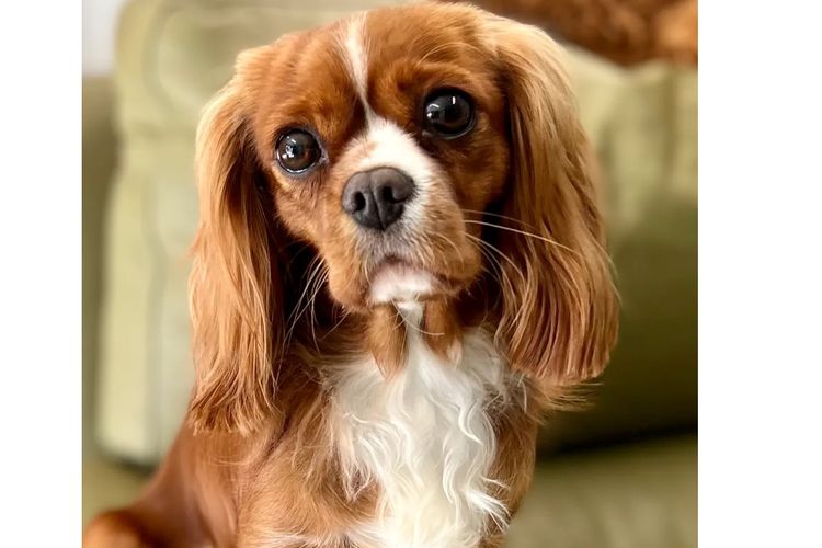 Peppertree Lane Cavalier King Charles Spaniels