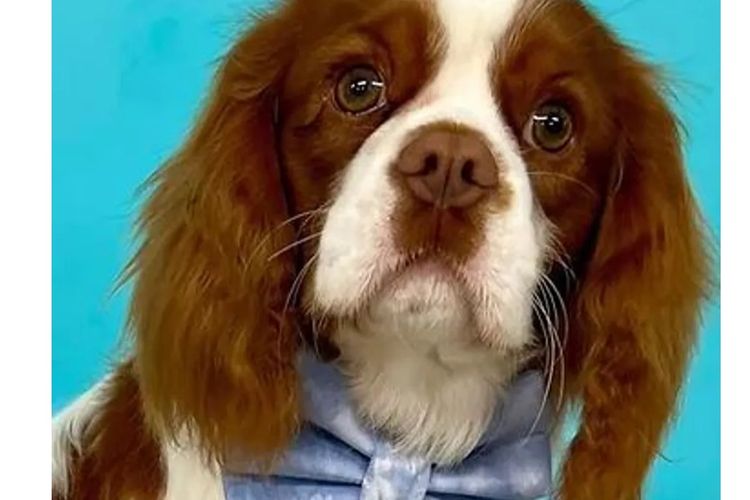 Peppertree Lane Cavalier King Charles Spaniels