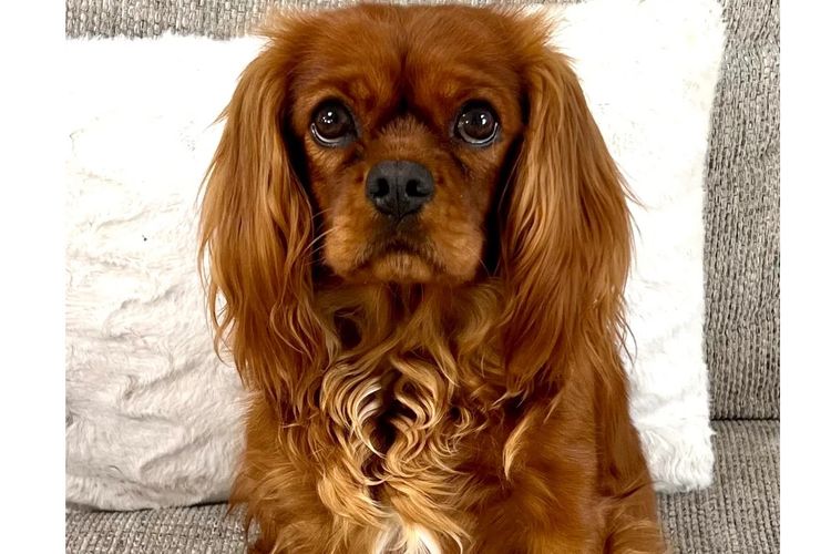 Peppertree Lane Cavalier King Charles Spaniels