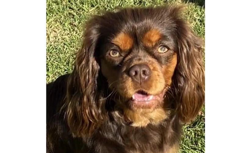 Peppertree Lane Cavalier King Charles Spaniels