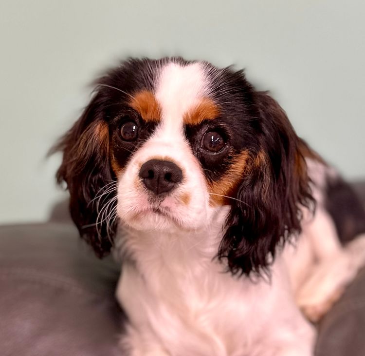 Peppertree Lane Cavalier King Charles Spaniels
