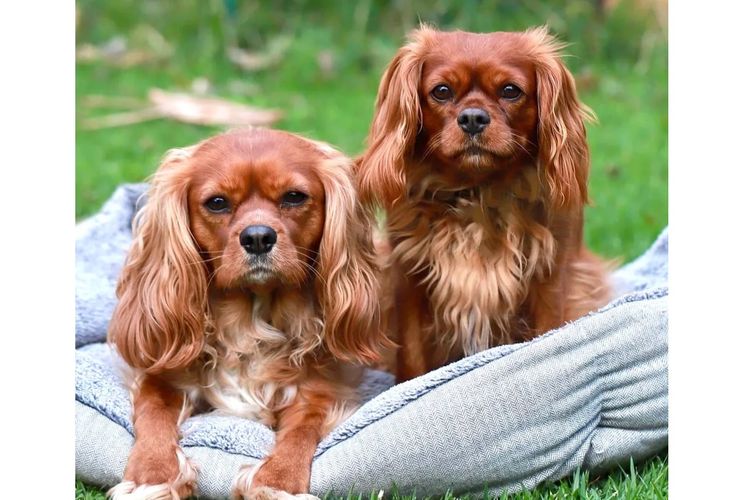 Peppertree Lane Cavalier King Charles Spaniels