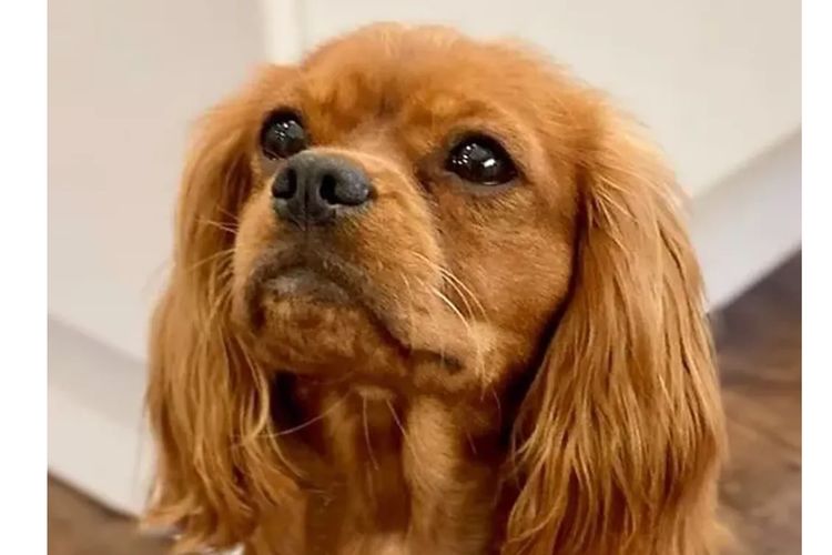 Peppertree Lane Cavalier King Charles Spaniels