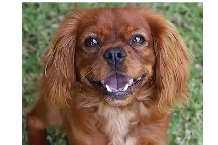 Peppertree Lane Cavalier King Charles Spaniels