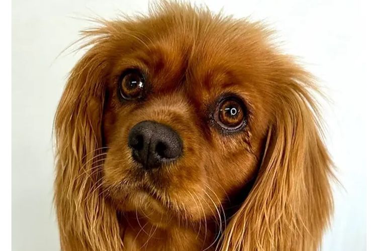 Peppertree Lane Cavalier King Charles Spaniels