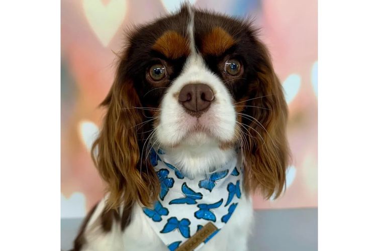 Peppertree Lane Cavalier King Charles Spaniels