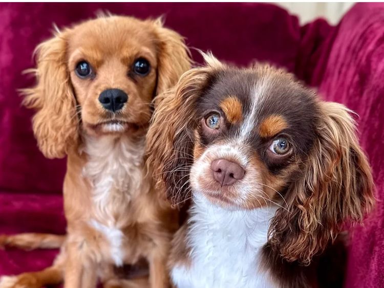 Peppertree Lane Cavalier King Charles Spaniels