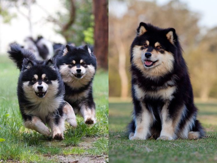 Armahani Finnish Lapphunds