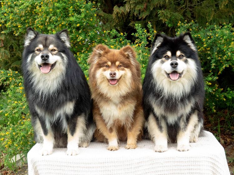 Armahani Finnish Lapphunds