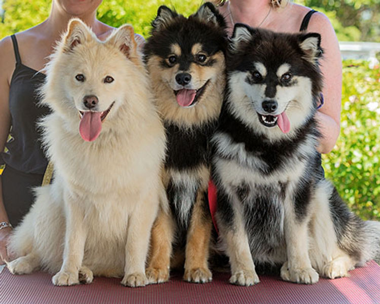 Armahani Finnish Lapphunds