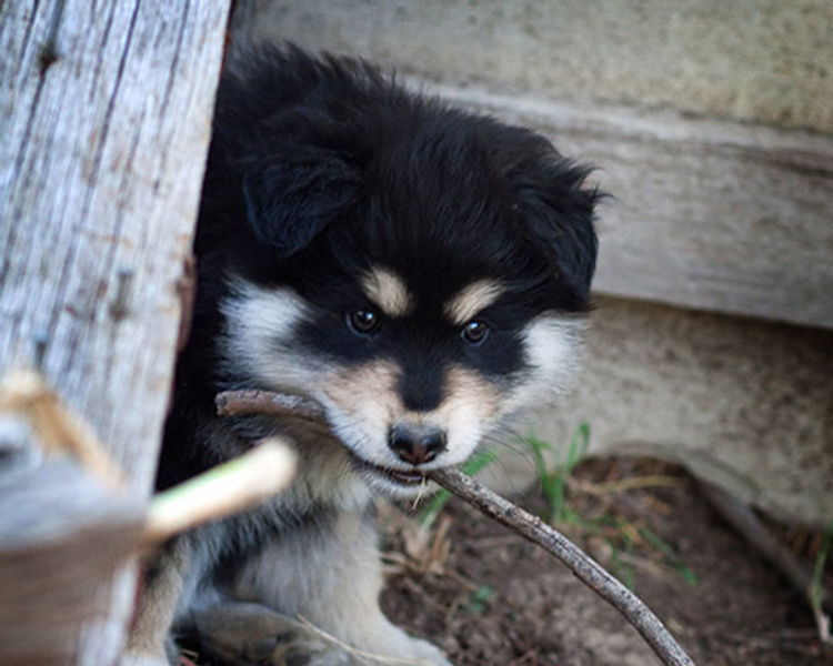 Armahani Finnish Lapphunds