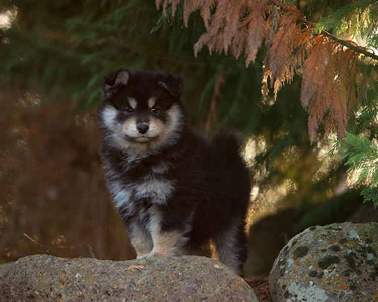 Armahani Finnish Lapphunds