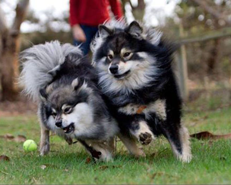 Armahani Finnish Lapphunds