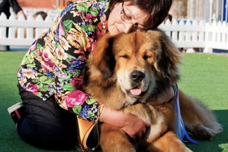 Temzin Tibetan Mastiff