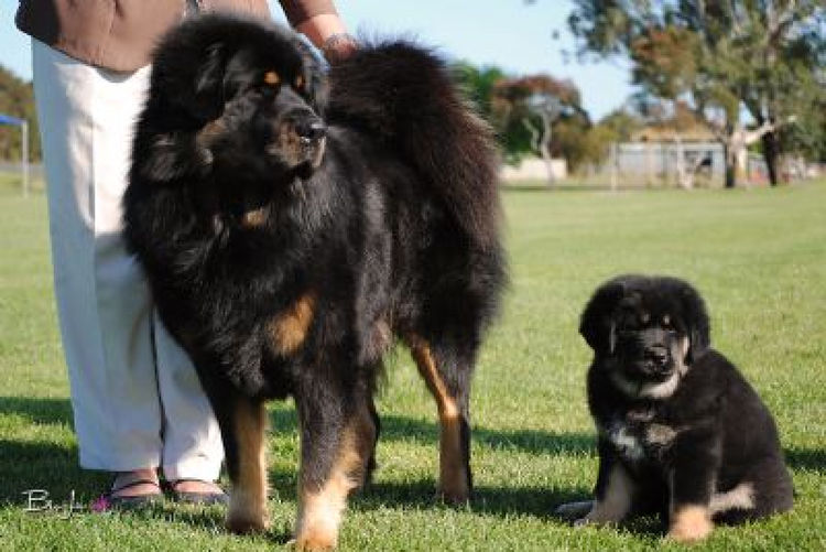 Temzin Tibetan Mastiff