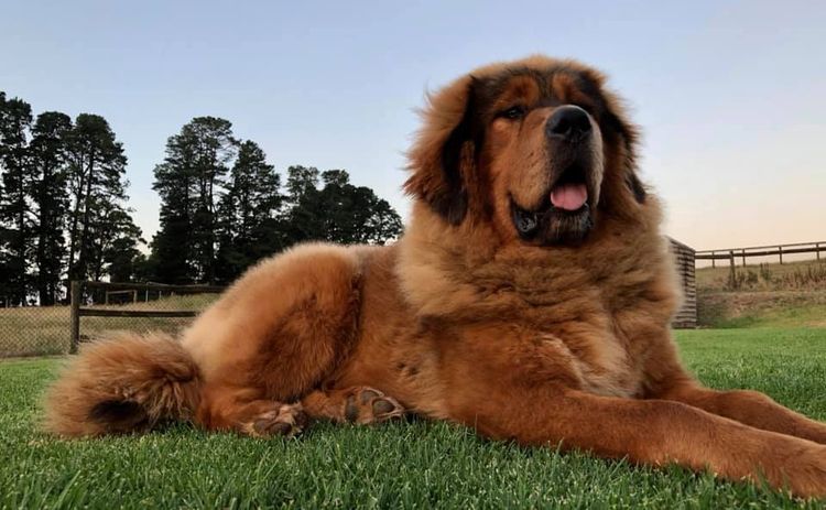 Temzin Tibetan Mastiff