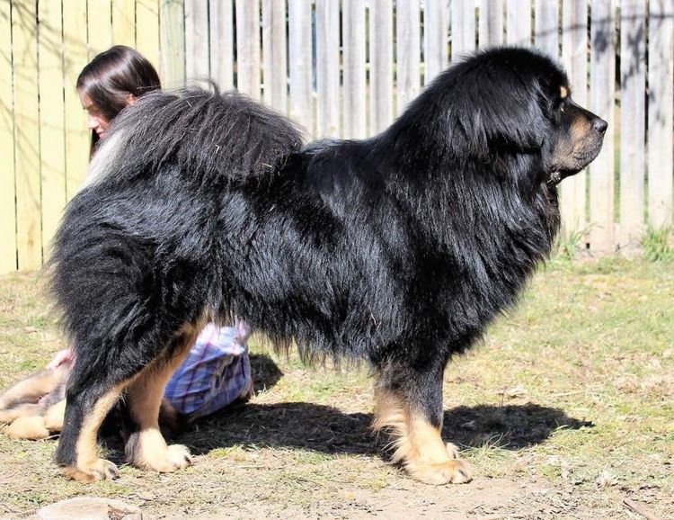 Temzin Tibetan Mastiff