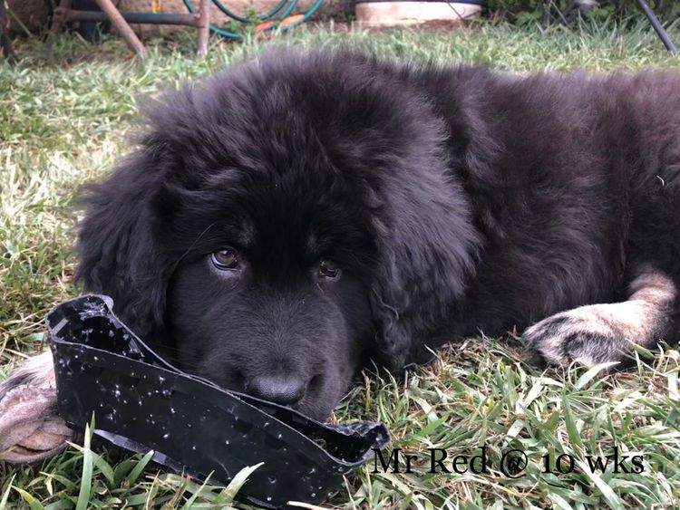 Temzin Tibetan Mastiff